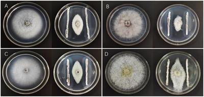Efficacy of Streptomyces melanosporofaciens strain X216 at controlling clubroot disease on oilseed rape